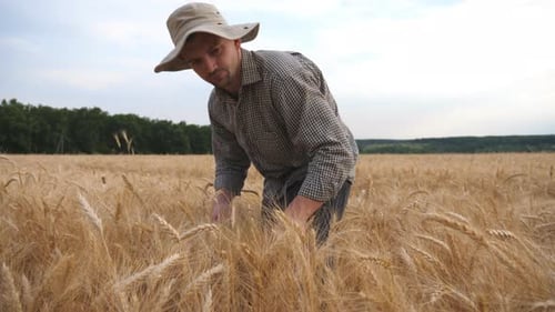 Close Up of Young Agronomist Walking Through Grain Field and Examining Wheat Ears of Crop