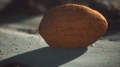 Melon du désert sur la plage de sable