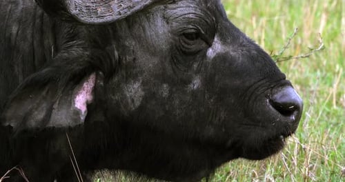 Afrikanischer Büffel, Syncerus Caffer, Erwachsener, der wiederkäut, Masai Mara Park in Kenia, Echtzeit 4K