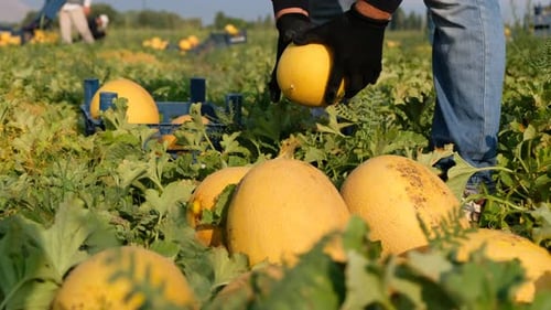 Melon Harvest in a Sunny Agricultural Field
