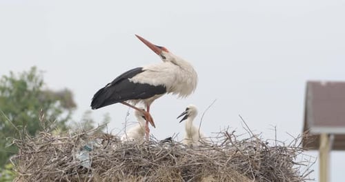 Erwachsener Storch klatscht in den Schnabel