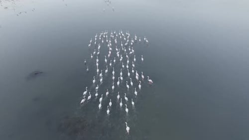 Aerial View of Flamingos Wading and Taking Flight