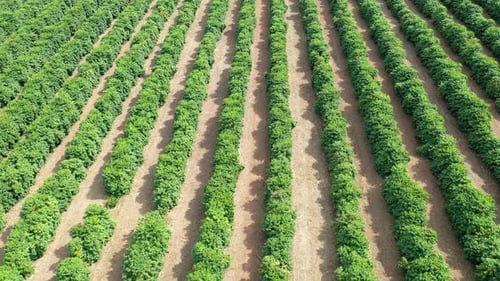 Aerial View of Agriculture Field Rows in Daytime