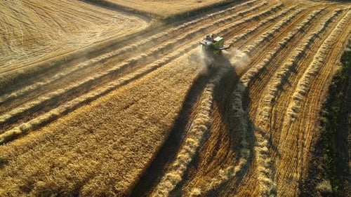 Wheat Harvest