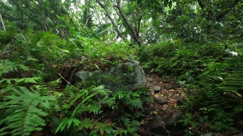 Walking Through Green Ferns and Jungle Path