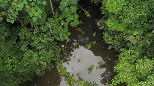 Showing a inlet of a river in a tropical rainforest in ecuador south america