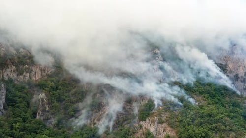 Regenwald brennt in einem LAUFFEUER, weiße, dicke Rauchwolken wehen über grüne Hügel