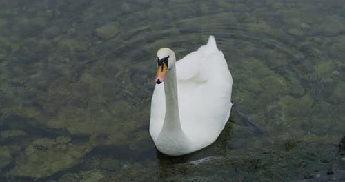 Elegant White Swan Floating on Water