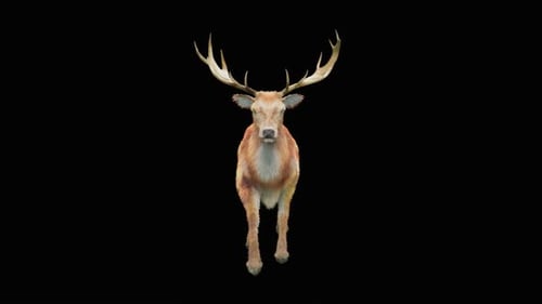 Hirsch Walk HD