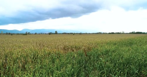 Maisfeld.