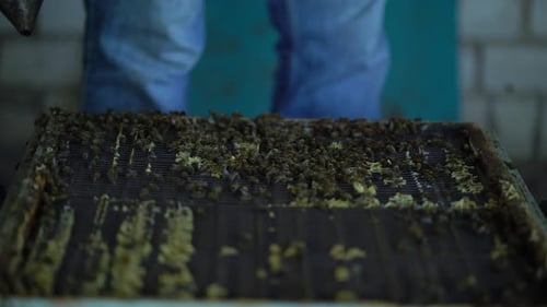 Bees Swarming on Mesh Grid with Beekeeper