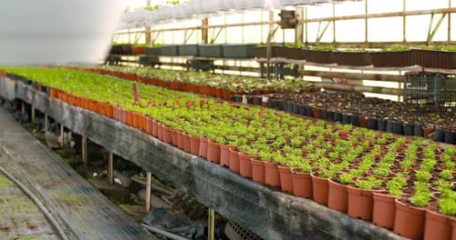 Rows of Potted Seedlings Growing in Greenhouse