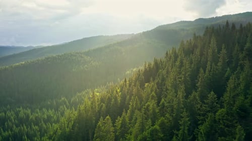 Tree Pine Forest Wood Mountains Valley Travel Aerial View Beautiful