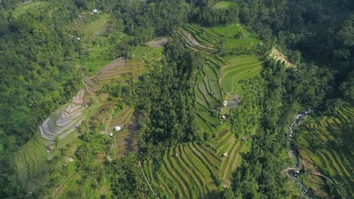 Luftaufnahme von grünen Reisfeldern im Dschungel von Bali, Indonesien