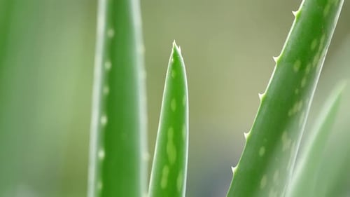 Close Up of Vibrant Green Aloe Vera Plant