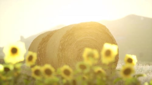 Golden Hour Sunlight Over Hay Bales and Sunflowers Field
