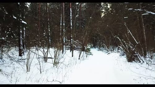 Winter Forest 14