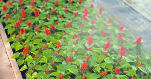 Gärtner gießt Blumen auf dem Bauernhof