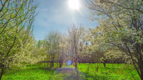 Spring Garden