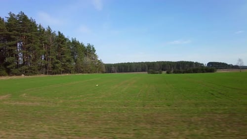 Green sprouts in a spring field
