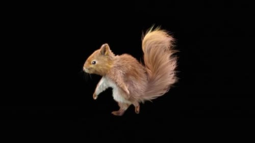 66 Eichhörnchen: Tanzen HD