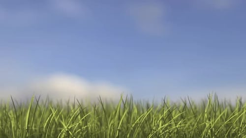 Grass Growing Time-Lapse