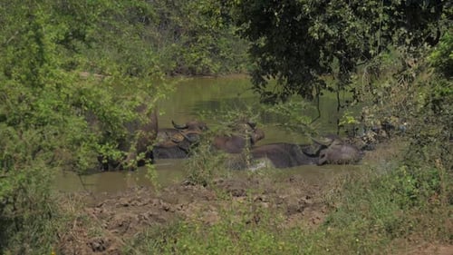 Large Buffalos with Antlers Stand in Water on Summer Day