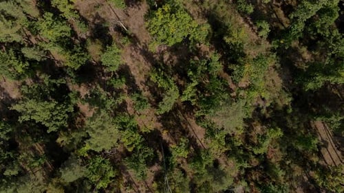 Aerial View of Forest