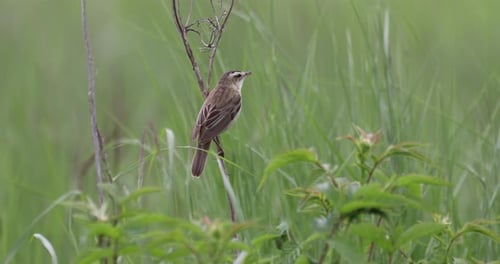 Singing Bird on Branch in Lush Green Field