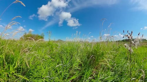 Landscape with Summer Meadow