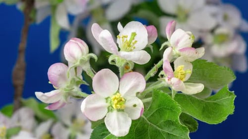 Apple Blossom Time Lapse
