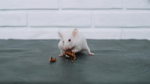 White Mouse Eating a Nut