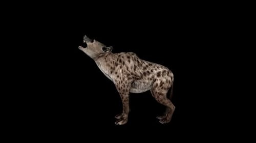 Animated Hyena Howling and Laughing