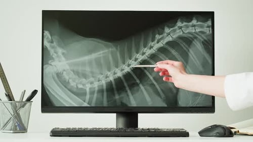 Analyzing Animal X-Ray Image on Computer Monitor