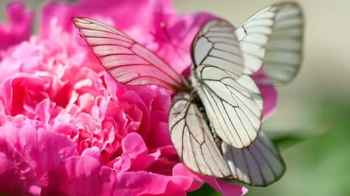 Butterfly Resting on Pink Peony Flower in Spring