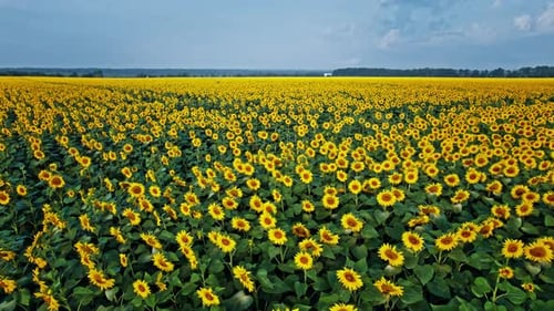 Aerial View of the Sunflowers Field