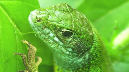 Macro Shot of the Green Lizard in Sunny Day on a Green Leaves Background.