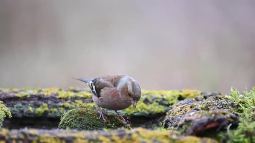 Pinzón común macho Fringilla coelebs. Un pájaro cantor bebe agua y se va volando