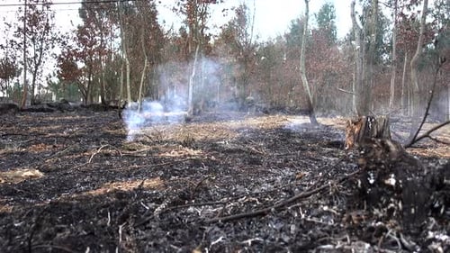 Deforestation And Wildfire 06