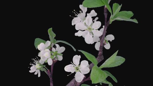 Chronologie de la floraison d'une branche de prunier