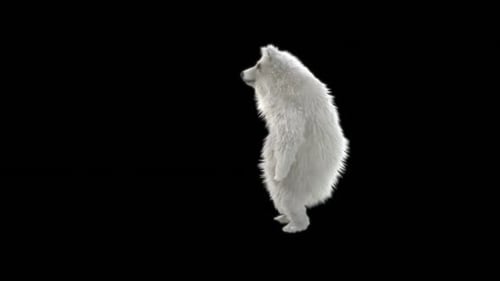 Realistic 3D White Bear Standing and Swaying Animation