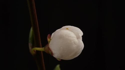 Time-Lapse of a White Flower Blooming on Black