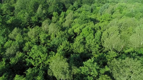 Drone view of forest in spring scenery