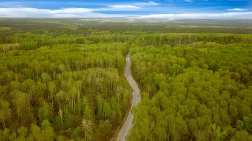 Road In The Woods