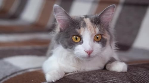 Funny Domestic Cat in Armchair