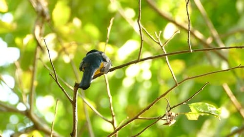 Echtzeitaufnahmen von tropischem Gold und blauem Vogel auf einem sich wiegenden Ast im hellen Regenwald