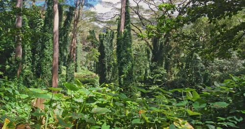 Green Rainforest 4K POV