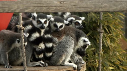 Sweet Animal Lemur Family