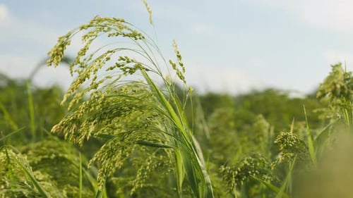 Primer plano del pincel de maduración de mijo en el campo