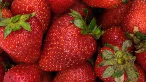 Pile of Fresh, Ripe, Red Strawberries, Close Up